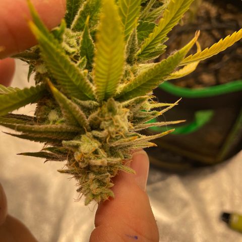  10th planet R1 growlog timeline photo