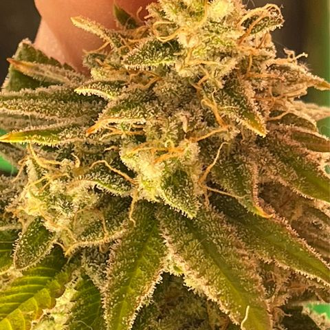  10th planet R1 growlog timeline photo