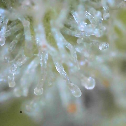  10th planet R1 growlog timeline photo