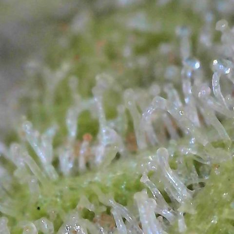  10th planet R1 growlog timeline photo
