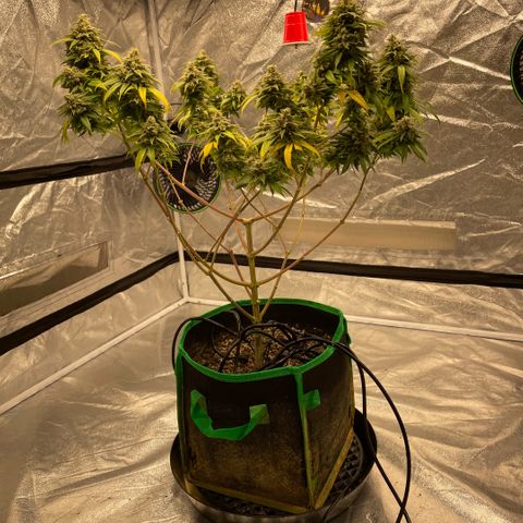  10th planet R1 growlog timeline photo