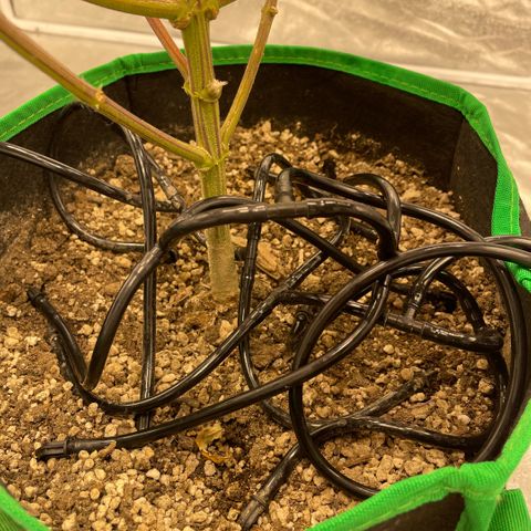  10th planet R1 growlog timeline photo