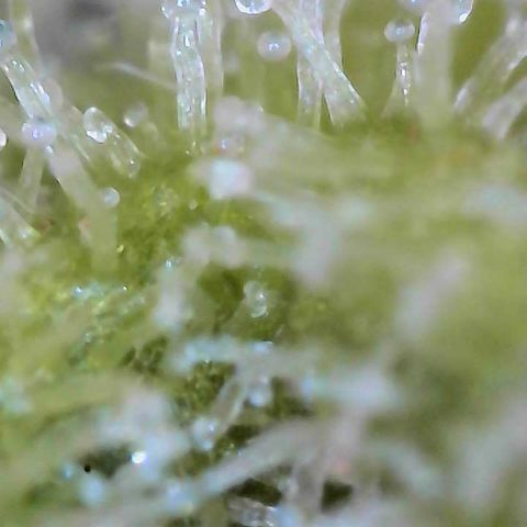  10th planet R1 growlog timeline photo