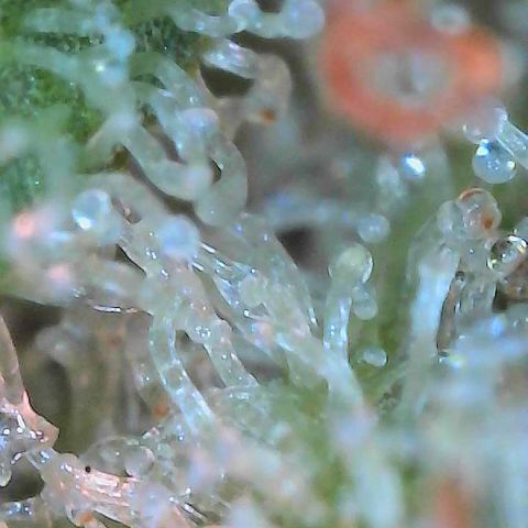  10th planet R1 growlog timeline photo