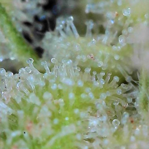  10th planet R1 growlog timeline photo