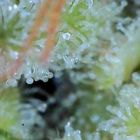  10th planet R1 growlog timeline photo