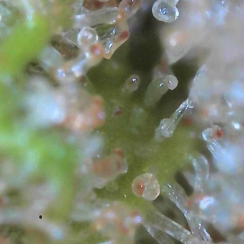  10th planet R1 growlog timeline photo