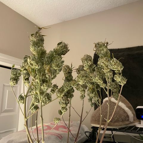  10th planet R1 growlog timeline photo