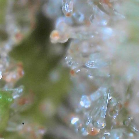  10th planet R1 growlog timeline photo