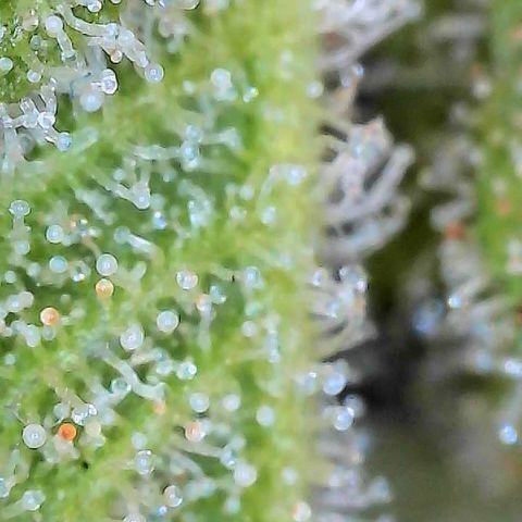  10th planet R1 growlog timeline photo
