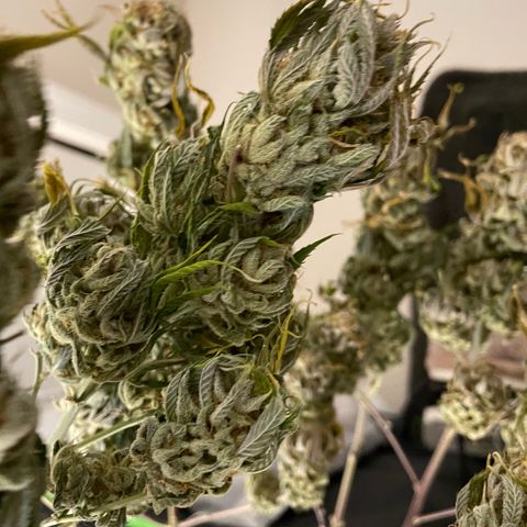  10th planet R1 growlog timeline photo