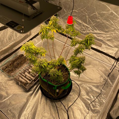  10th planet R1 growlog timeline photo