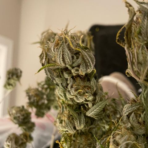  10th planet R1 growlog timeline photo