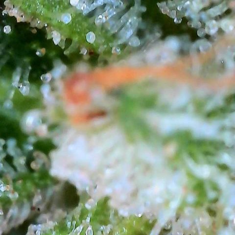  10th planet R1 growlog timeline photo