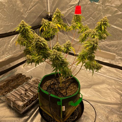  10th planet R1 growlog timeline photo
