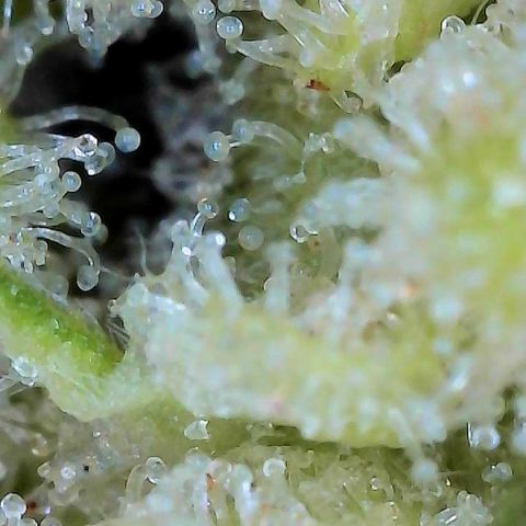  10th planet R1 growlog timeline photo