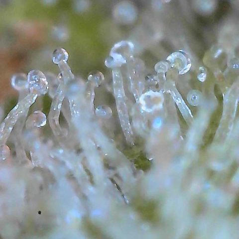  10th planet R1 growlog timeline photo