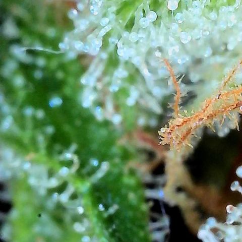  10th planet R1 growlog timeline photo
