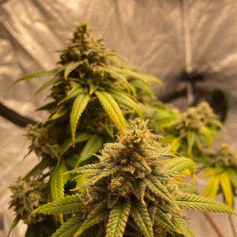 10th planet R1 growlog timeline photo