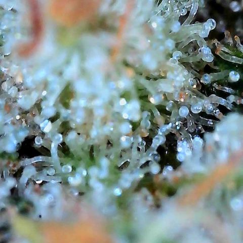  10th planet R1 growlog timeline photo
