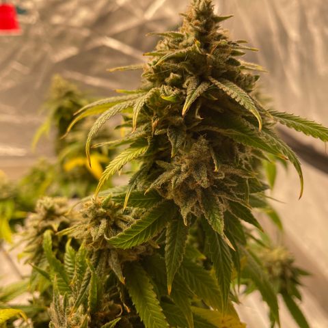  10th planet R1 growlog timeline photo