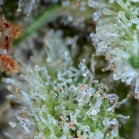  10th planet R1 growlog timeline photo