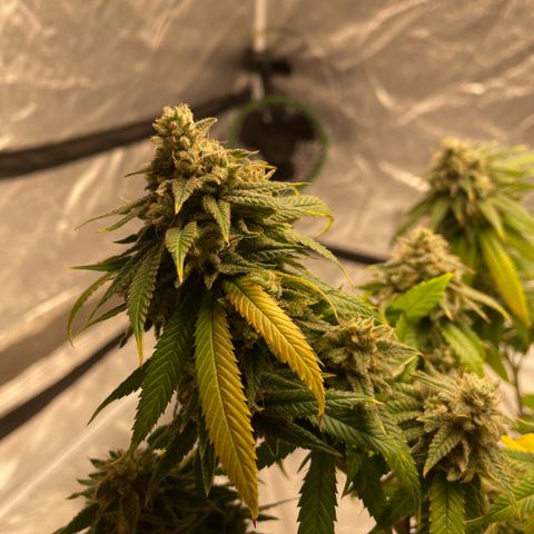  10th planet R1 growlog timeline photo