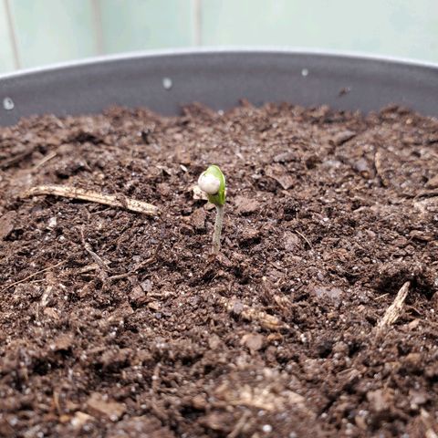 Hulkberry growlog timeline photo
