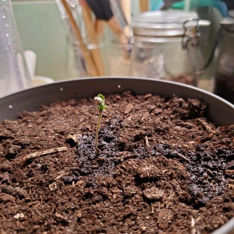 Hulkberry growlog timeline photo