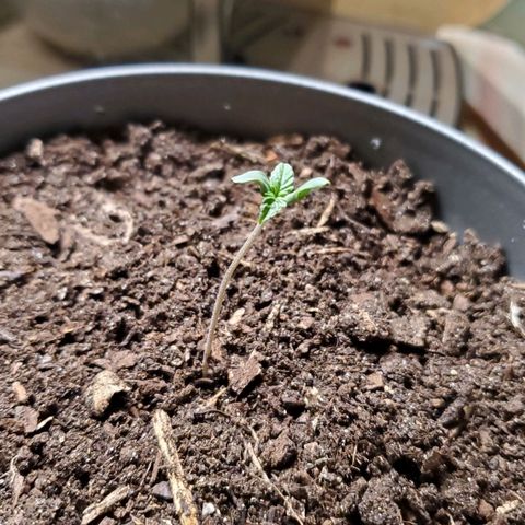 Hulkberry growlog timeline photo