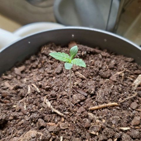 Hulkberry growlog timeline photo