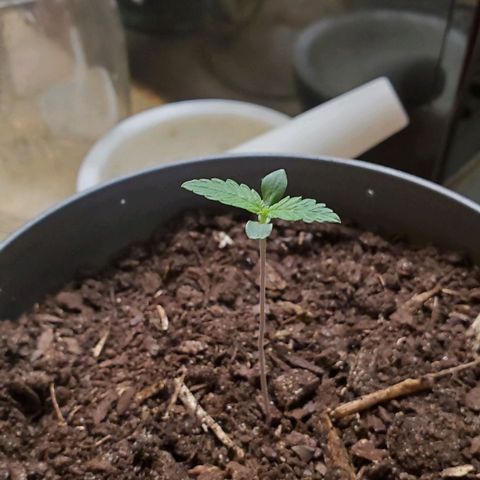 Hulkberry growlog timeline photo