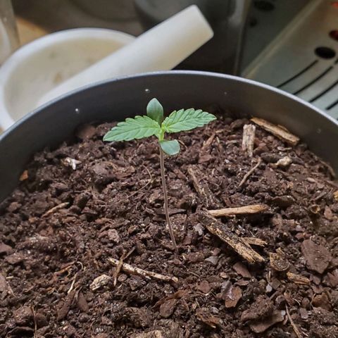 Hulkberry growlog timeline photo