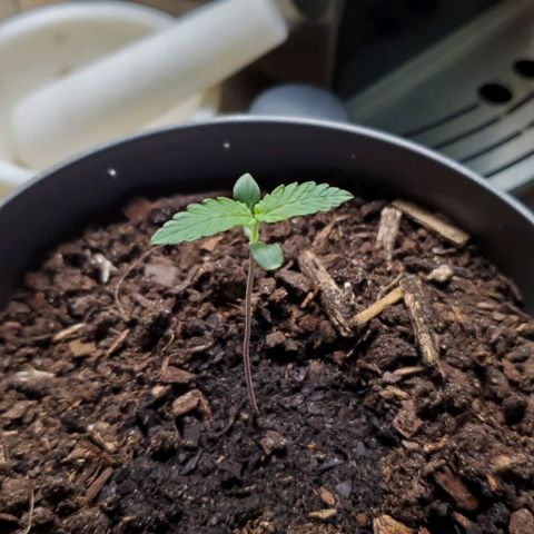 Hulkberry growlog timeline photo