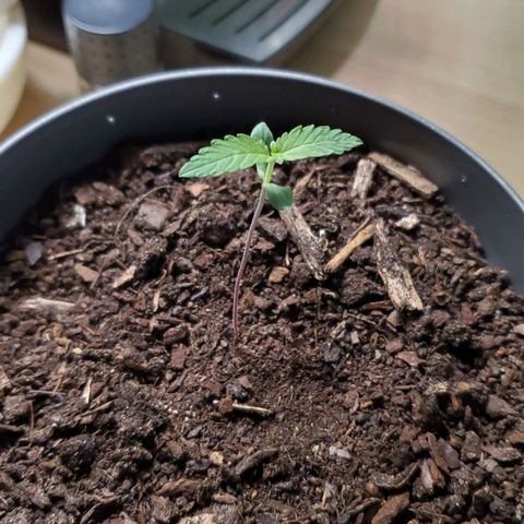 Hulkberry growlog timeline photo