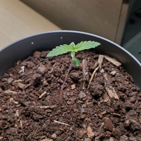 Hulkberry growlog timeline photo