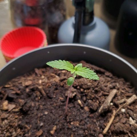 Hulkberry growlog timeline photo