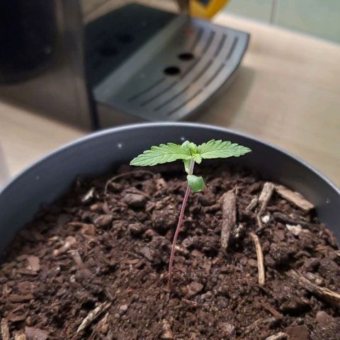 Hulkberry growlog timeline photo