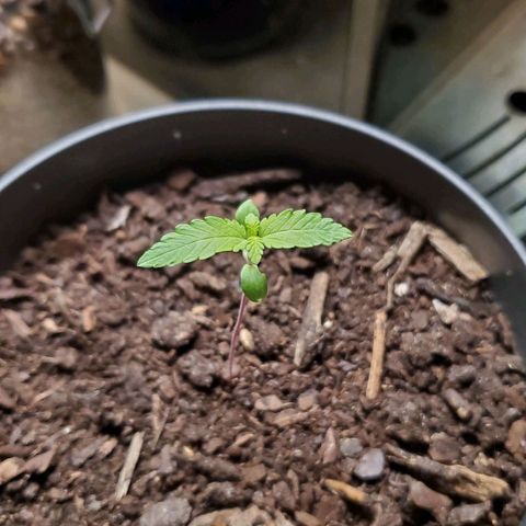 Hulkberry growlog timeline photo