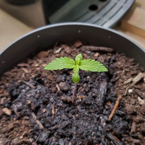 Hulkberry growlog timeline photo