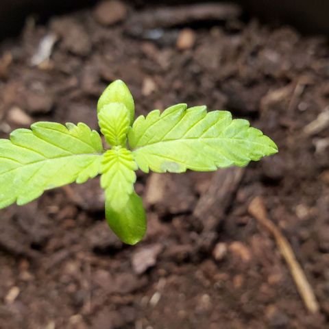 Hulkberry growlog photo: Une tâche sombre est apparu depuis hier