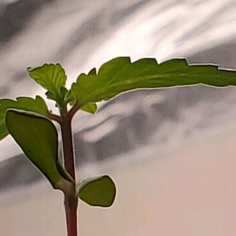 Hulkberry growlog timeline photo