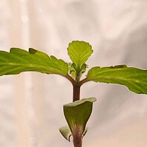 Hulkberry growlog timeline photo