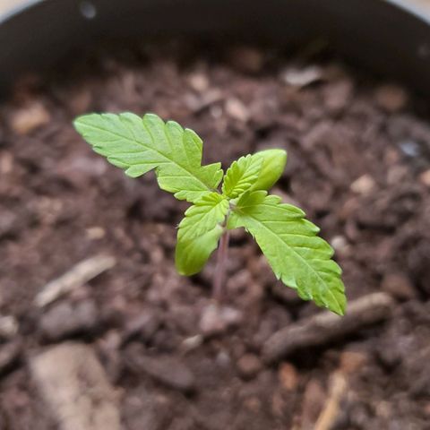 Hulkberry growlog photo: Taille des 3 parties infectées 