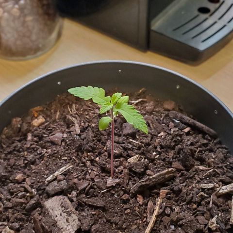 Hulkberry growlog timeline photo