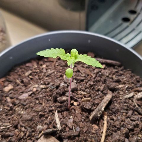 Hulkberry growlog timeline photo