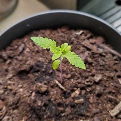 Hulkberry growlog timeline photo