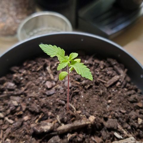 Hulkberry growlog timeline photo