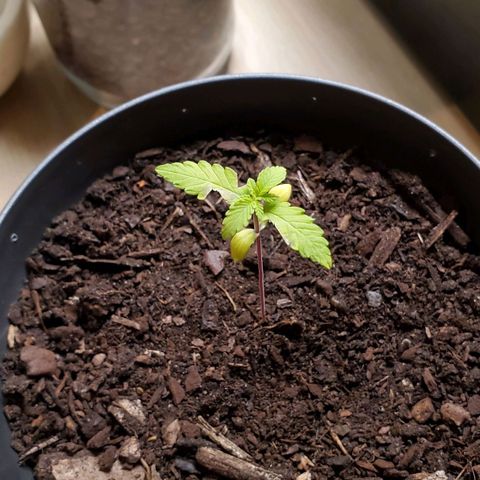 Hulkberry growlog timeline photo