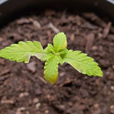 Hulkberry growlog timeline photo
